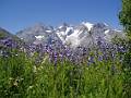 F32-Polemoine-au-Jardin-du-Lautaret-de-gerard-gourlan 