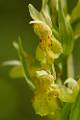 F43-Orchis-Sureau-en-robe-jaune-de-philippe-dacko