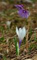 F51a-Crocus-et-soldanelle-de-thierry-dacko