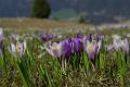 F53-crocus-de-andre-vallet