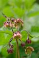 F54-benoite-des ruisseaux-geum-rivale-de-brigitte-cahen