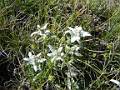 F74-Edelweiss-de-bernard-canac