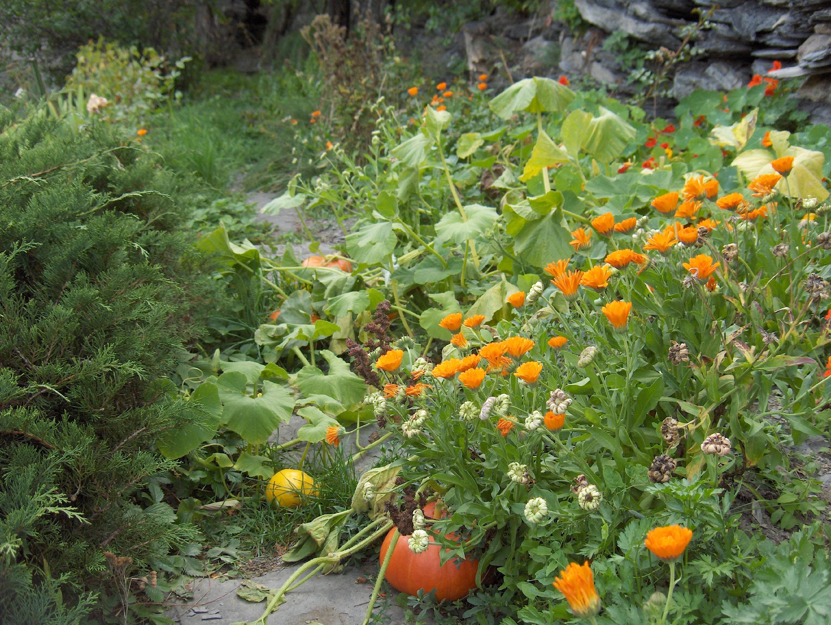 M27-potager-avec-soucis-et-potiron-benedicte-emelien.JPG