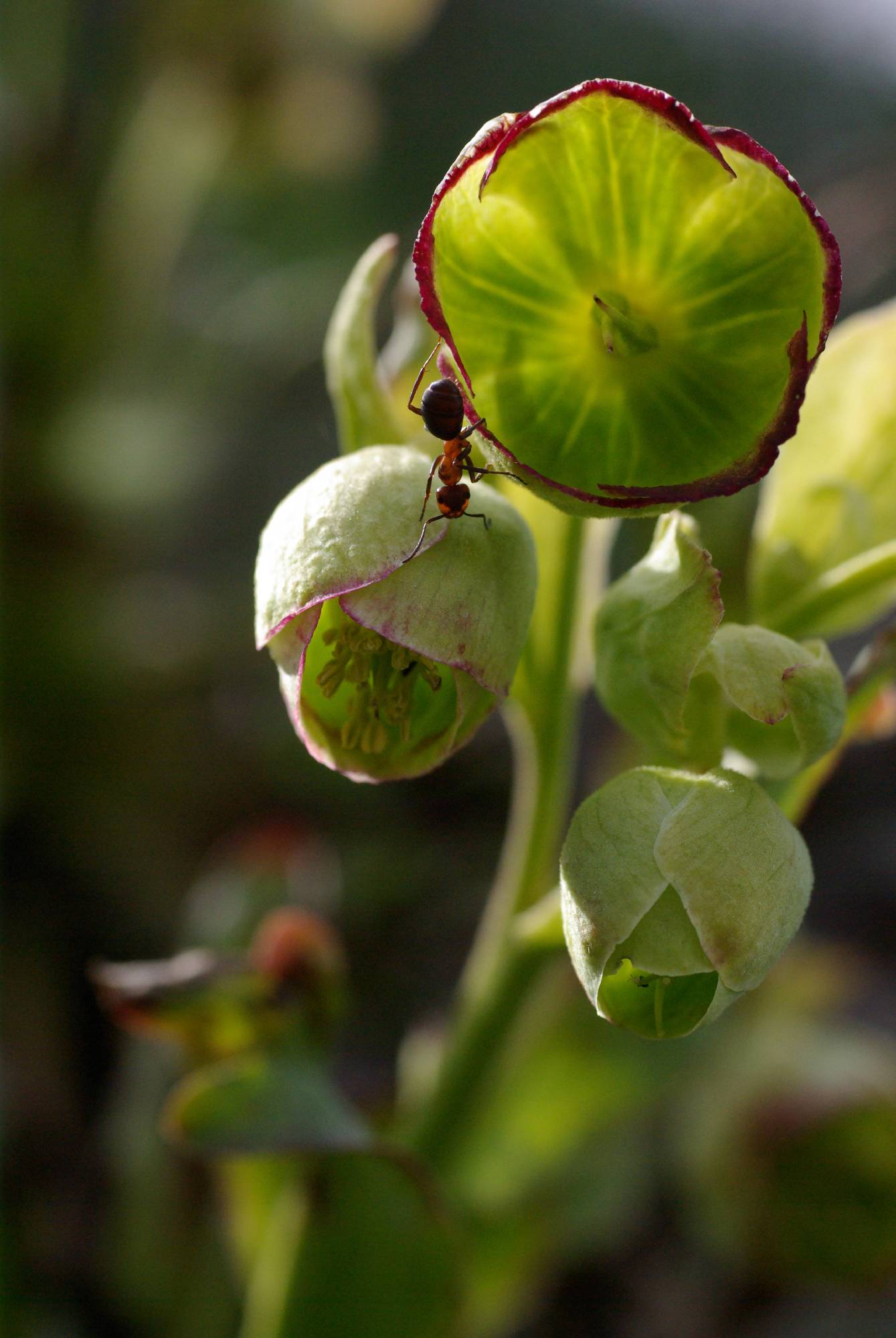 M01-hellebore-fetidus-de-andre-vallet.JPG