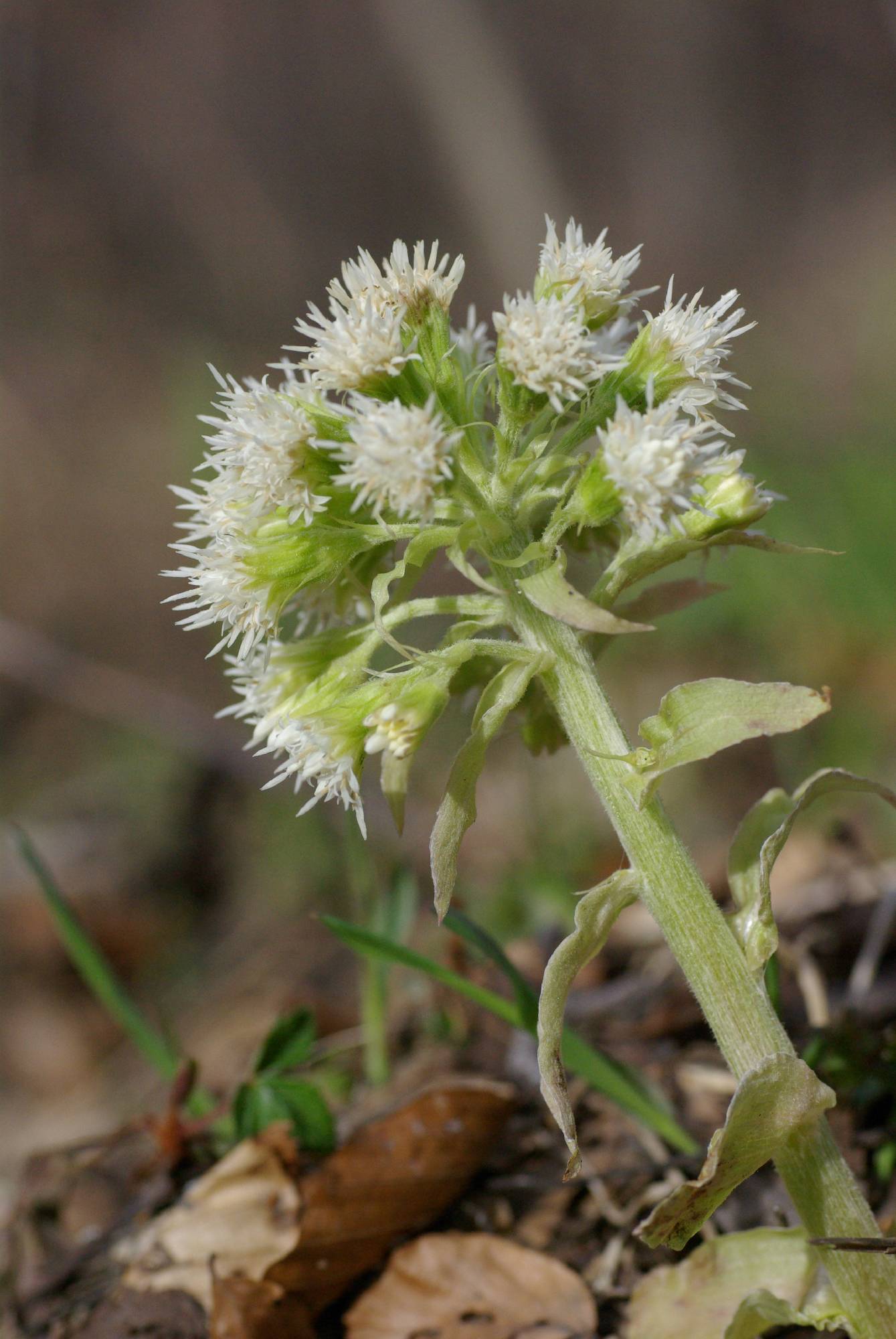 M02-petasite-de-regis-de-poortere.JPG