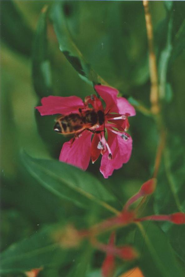 M03-clematite-avec-abeille-de-virginie-michelland.jpg