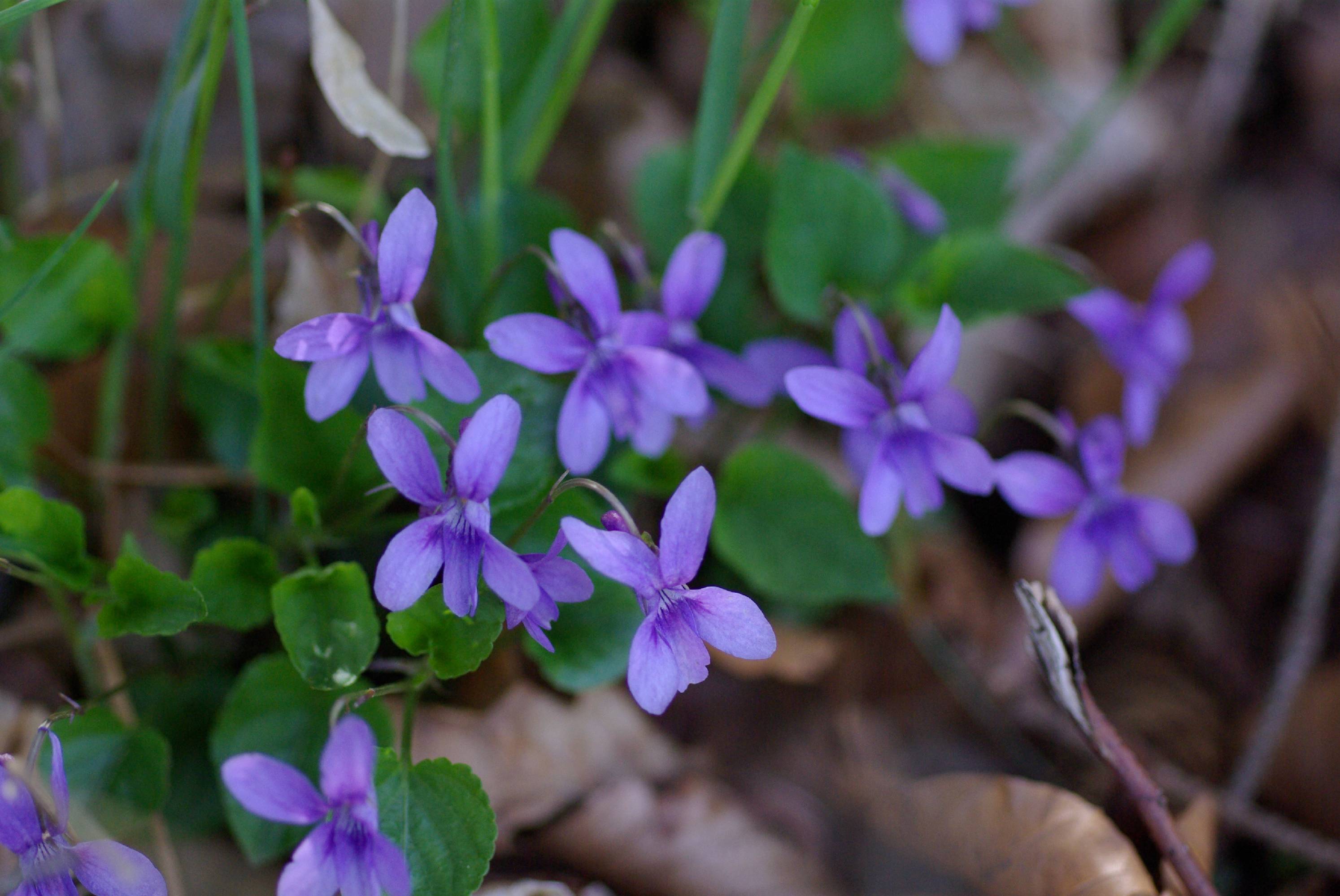 M08-violette-odorante-de-christophe-morin.JPG