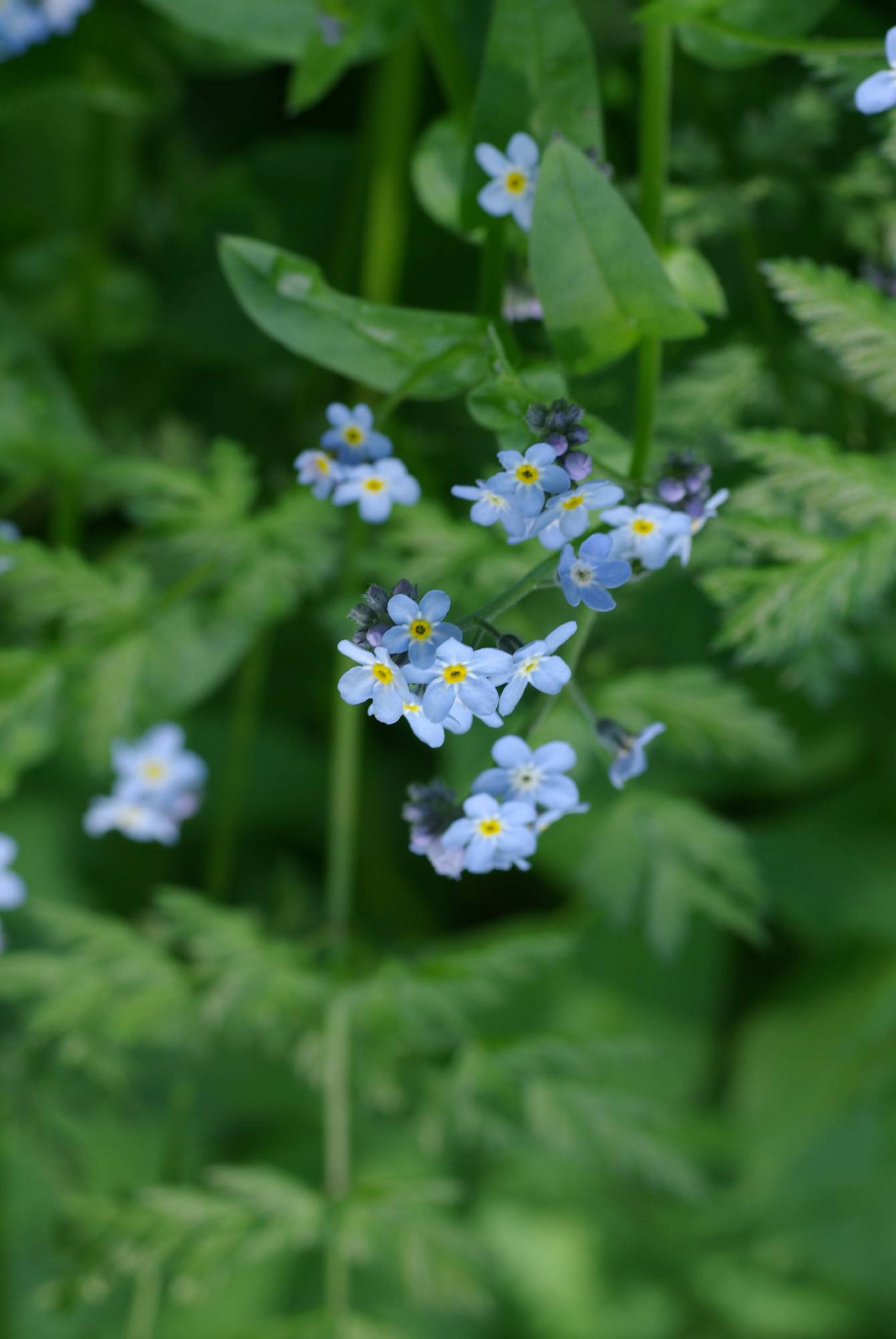 M11-myosotis-de-joseph-de-poortere.JPG