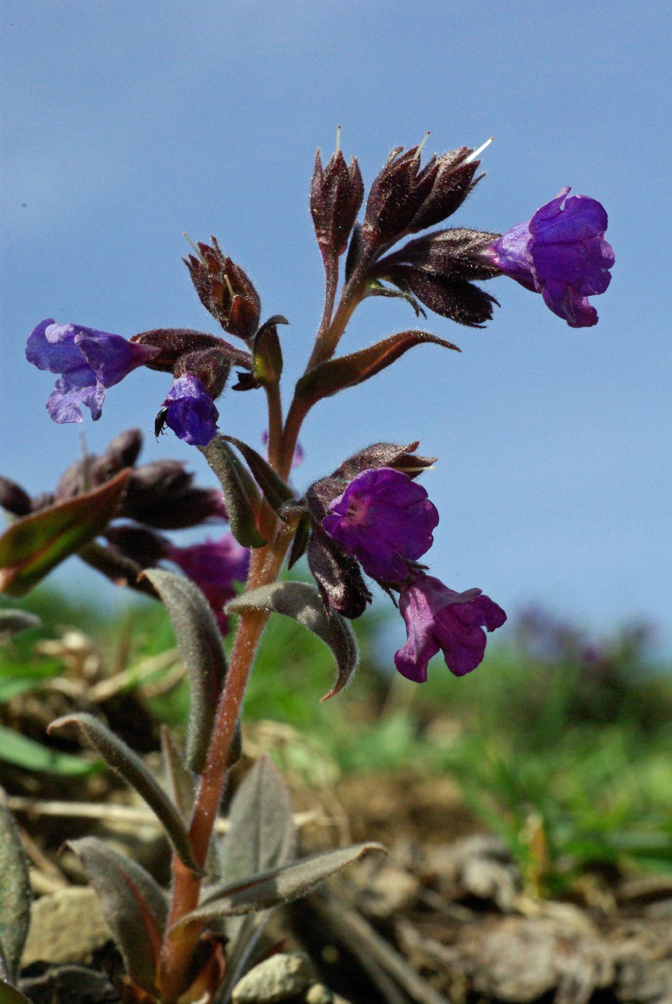 M14-pulmonaire-officinale-de-de-lucienne-vallet.jpg