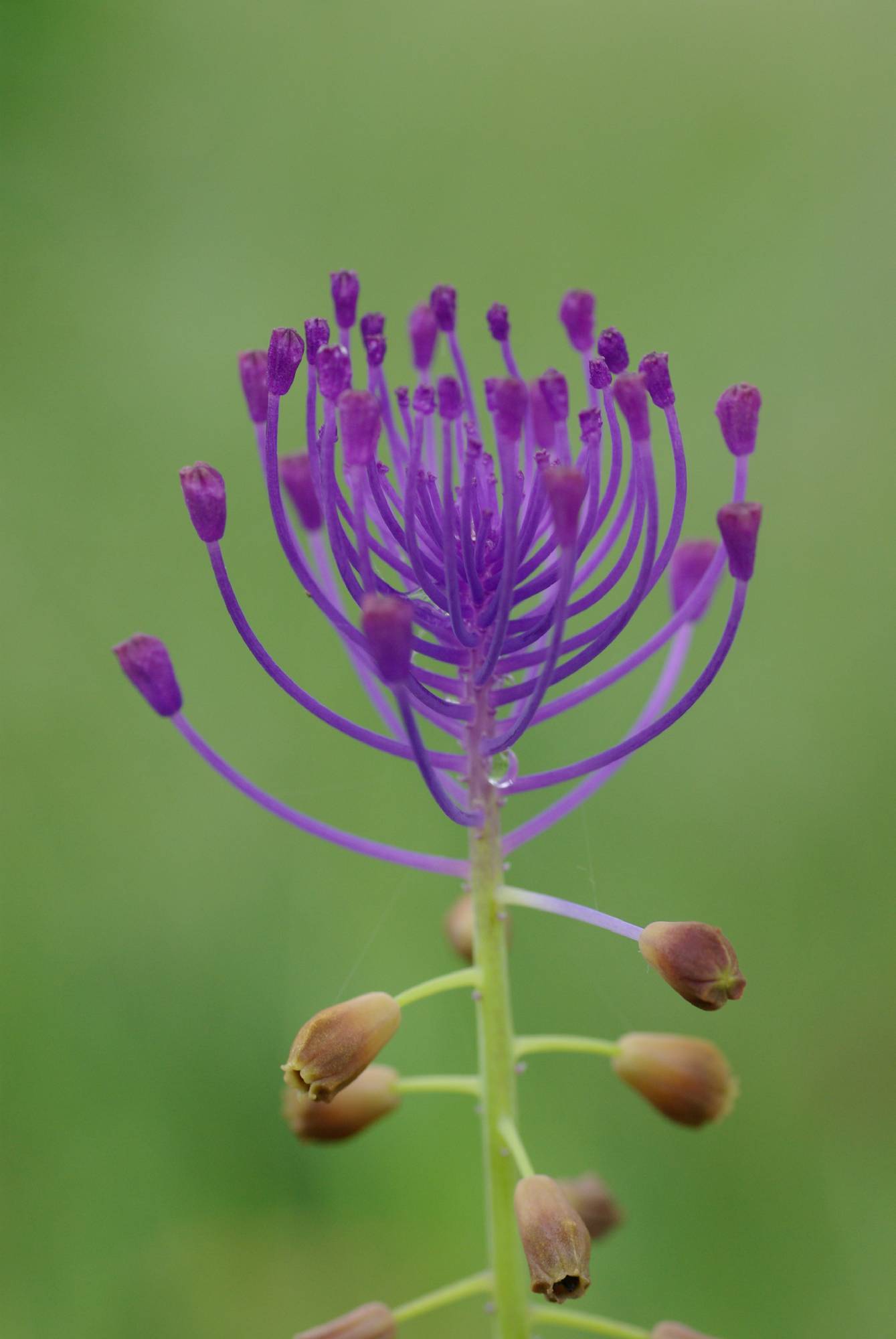 M17-muscari-a-toupet-de-joseph-de-poortere.JPG