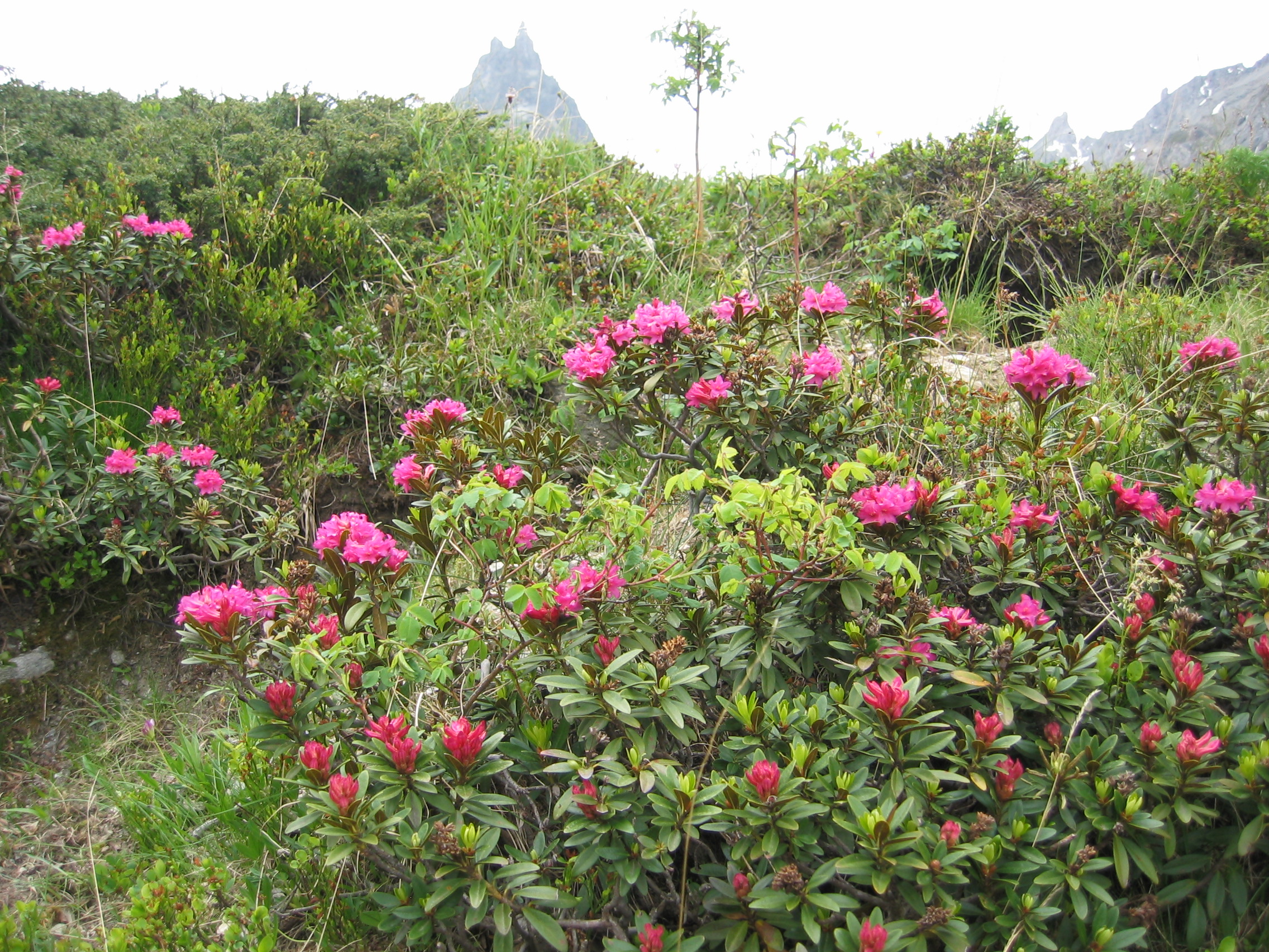 M23-rhododendron-de-herve-rolland.JPG