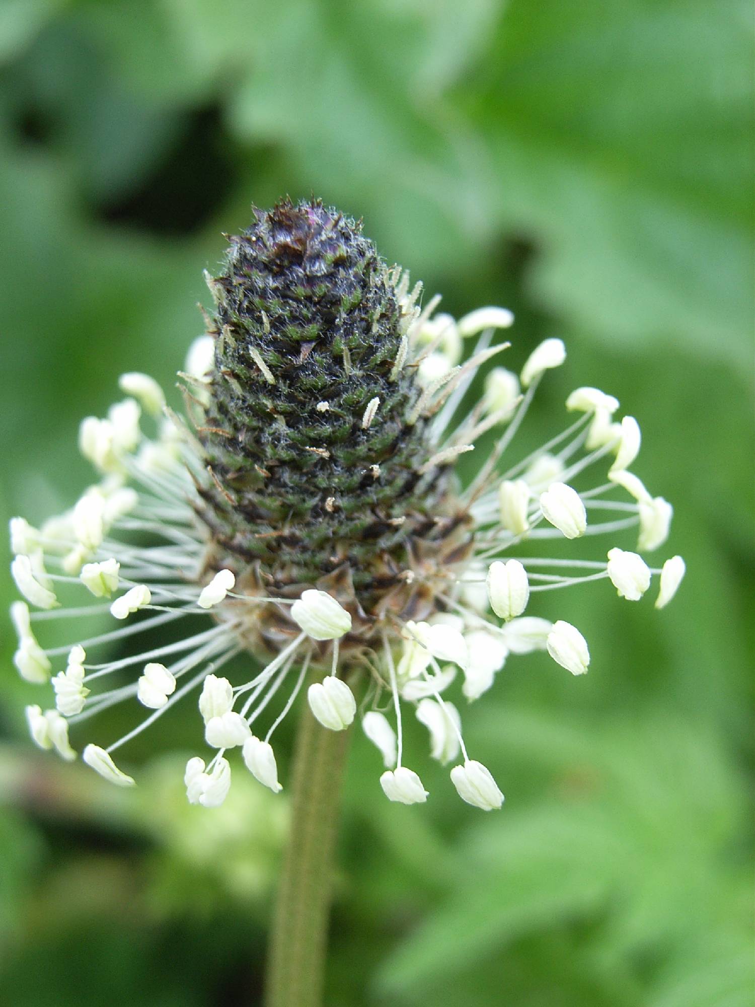 M27-Plantin-de-thierry-bois.JPG