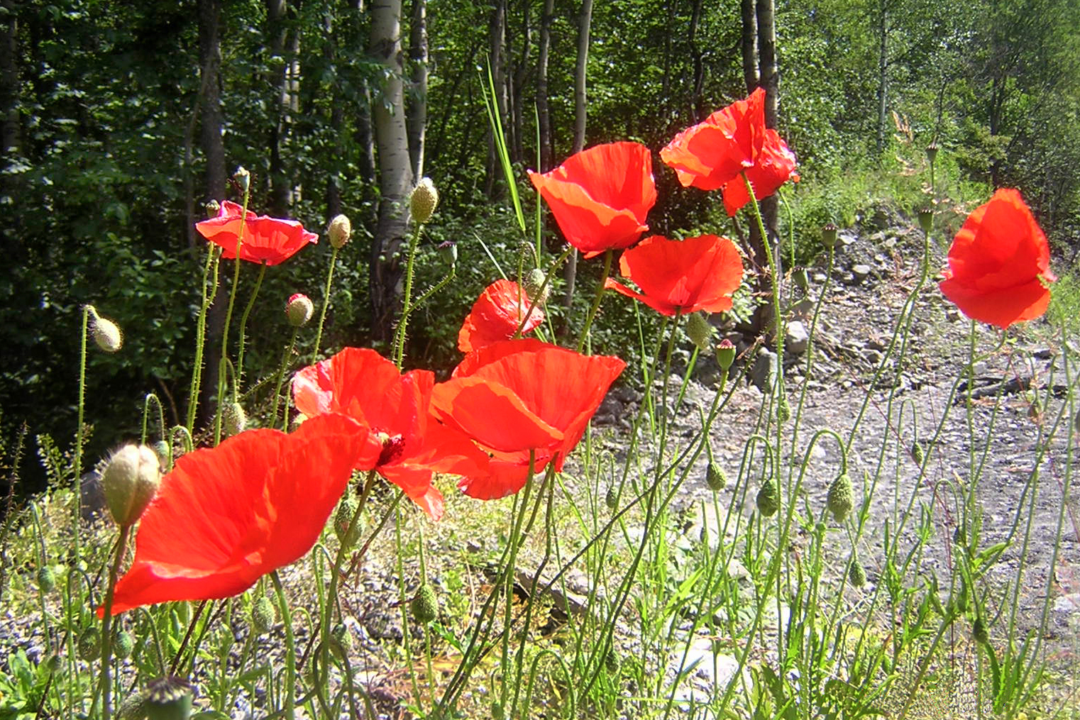 M28-coquelicots le long de la Valoirette-de-Christian-Lauby.JPG -           