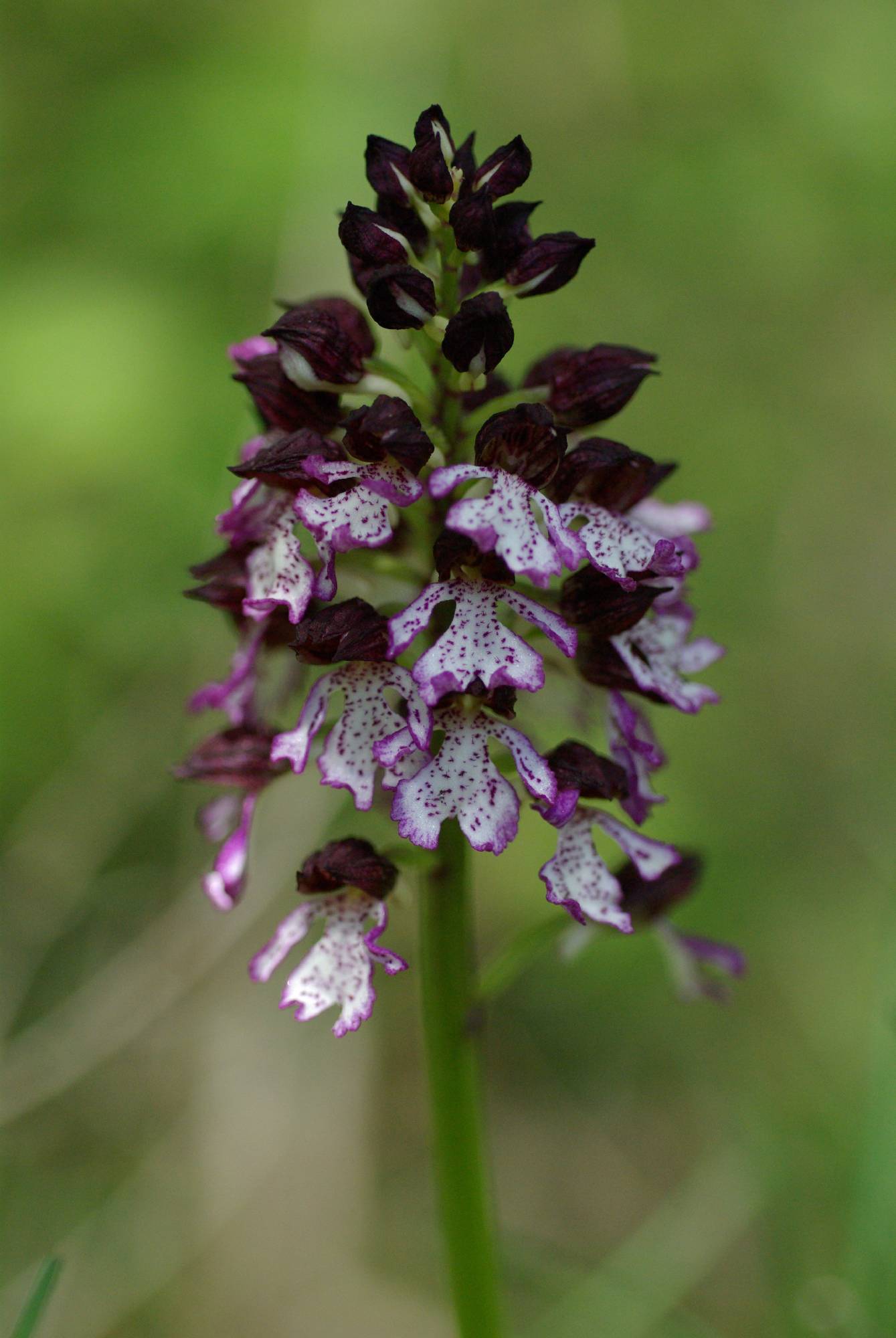 M38-orchis-brule-de-regis-de-poortere.JPG