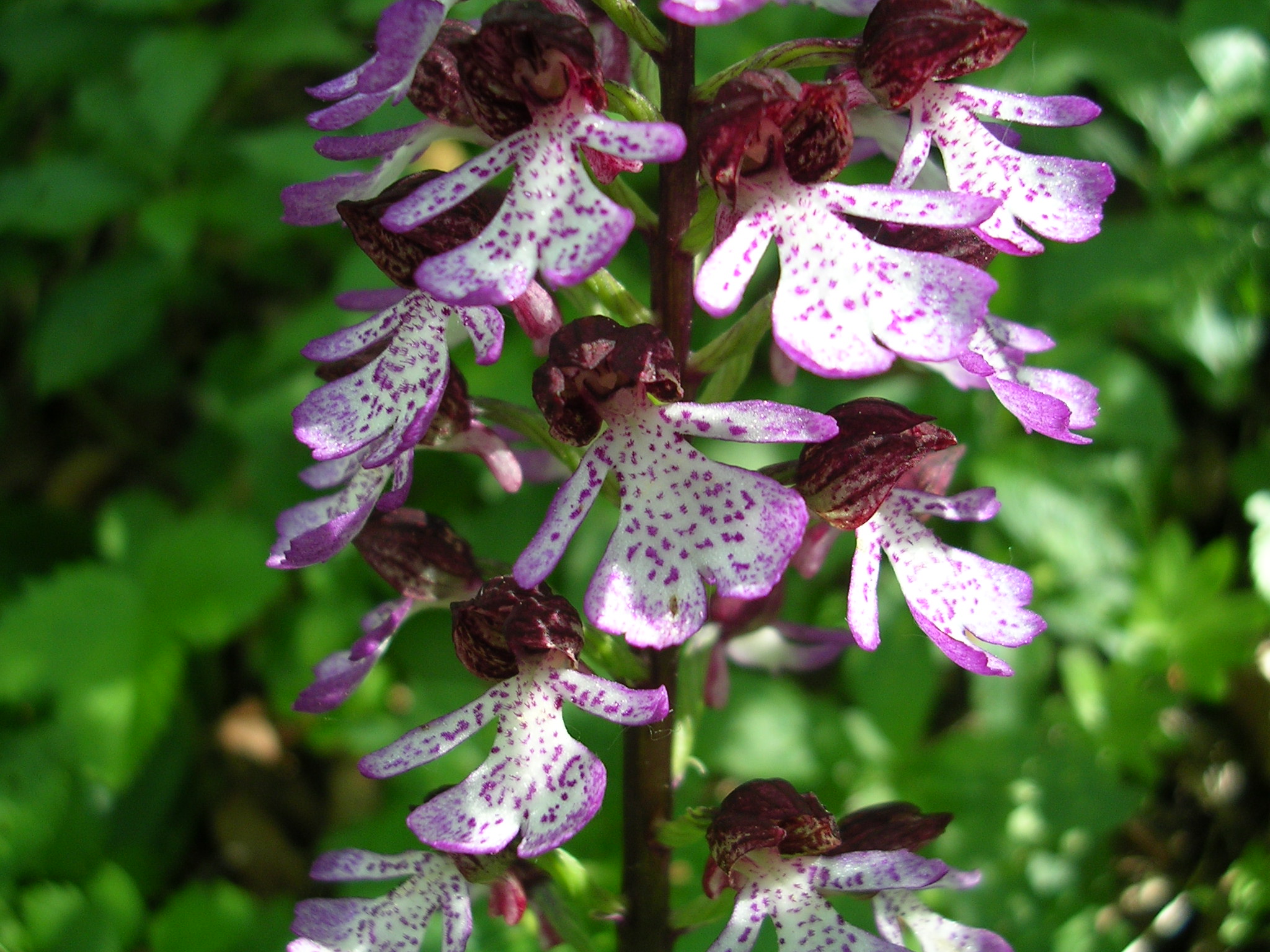 M40-orchis-pourpre-de-azize-adjou.jpg