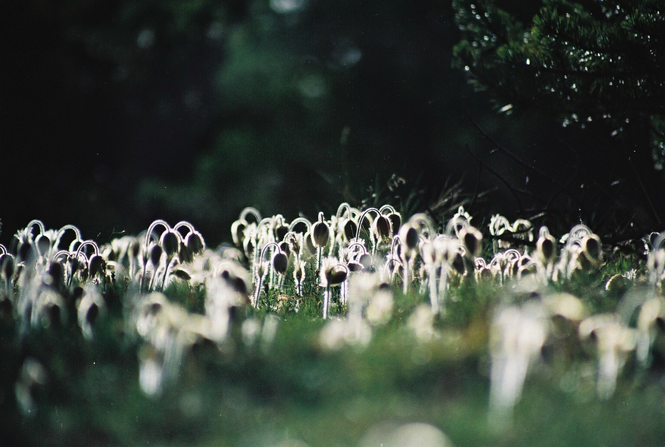 M43-anemones-pulsatilles-de-nicolas-bore.JPG