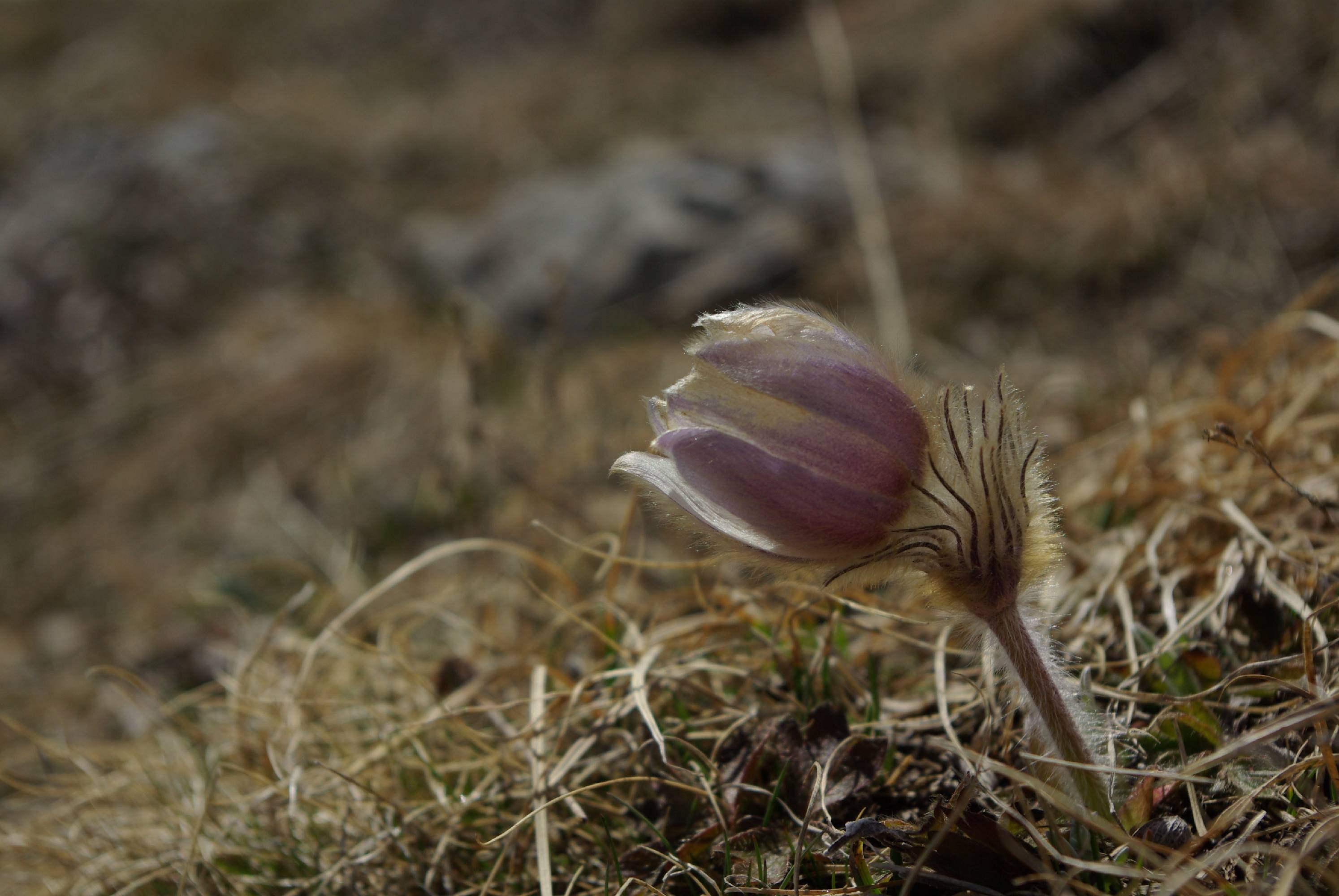 M44-anemone-de-printemps-de-sophie-launois.JPG