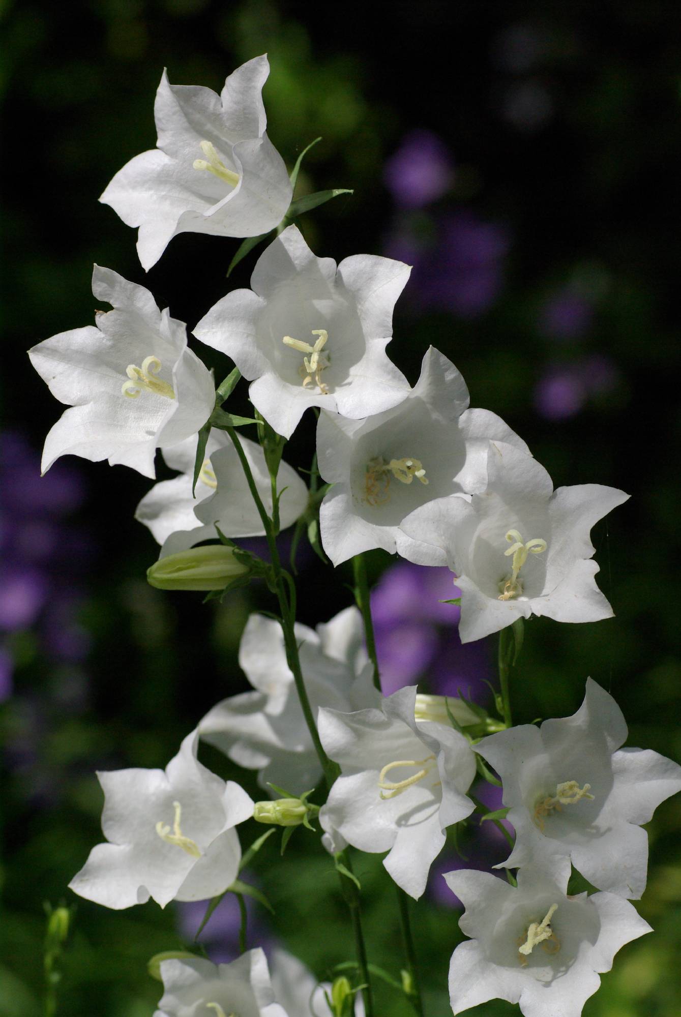 M46-campanule-persisifolia-de-joseph-de-poortere.JPG