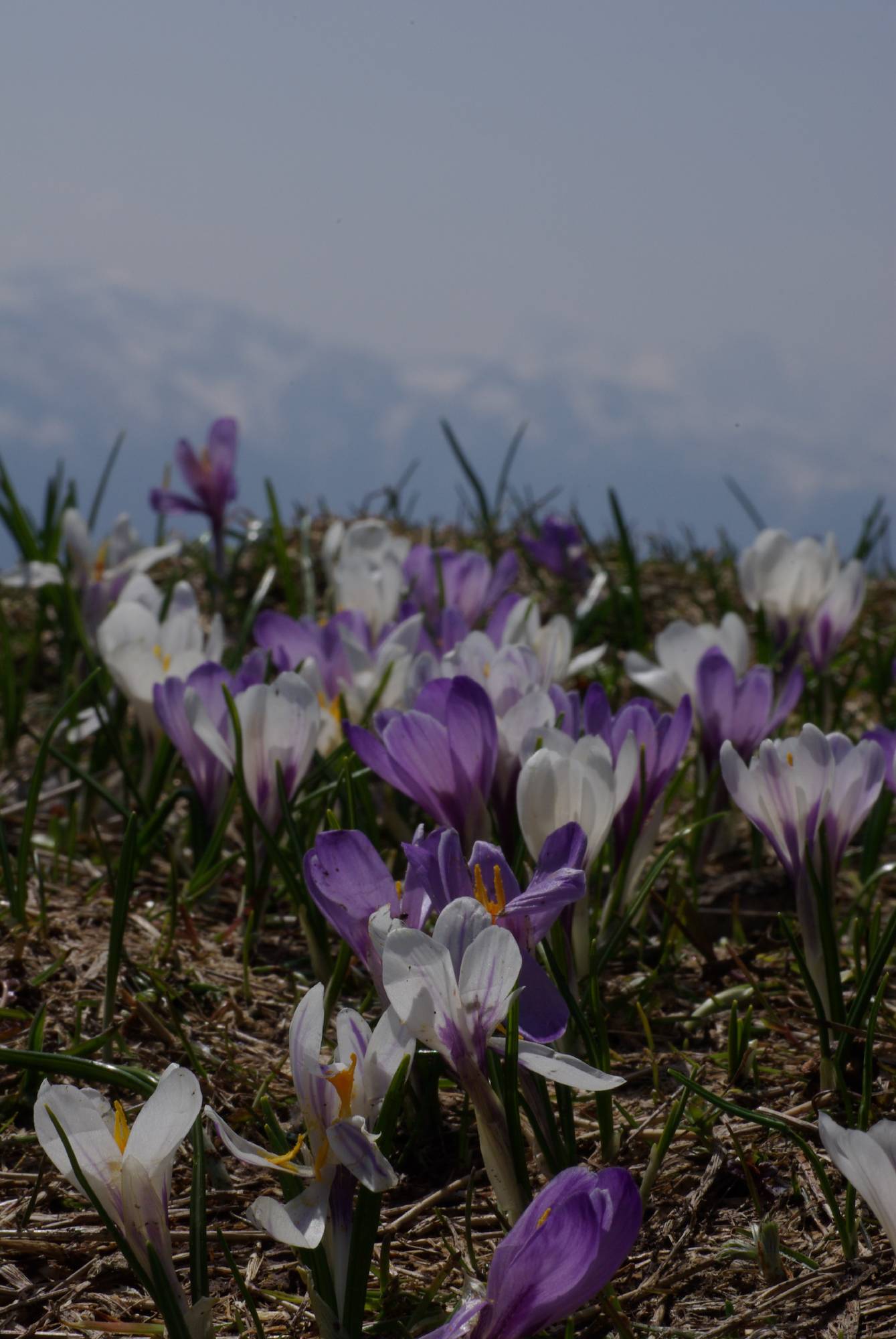 M49-crocus-de-cecile-ross.JPG