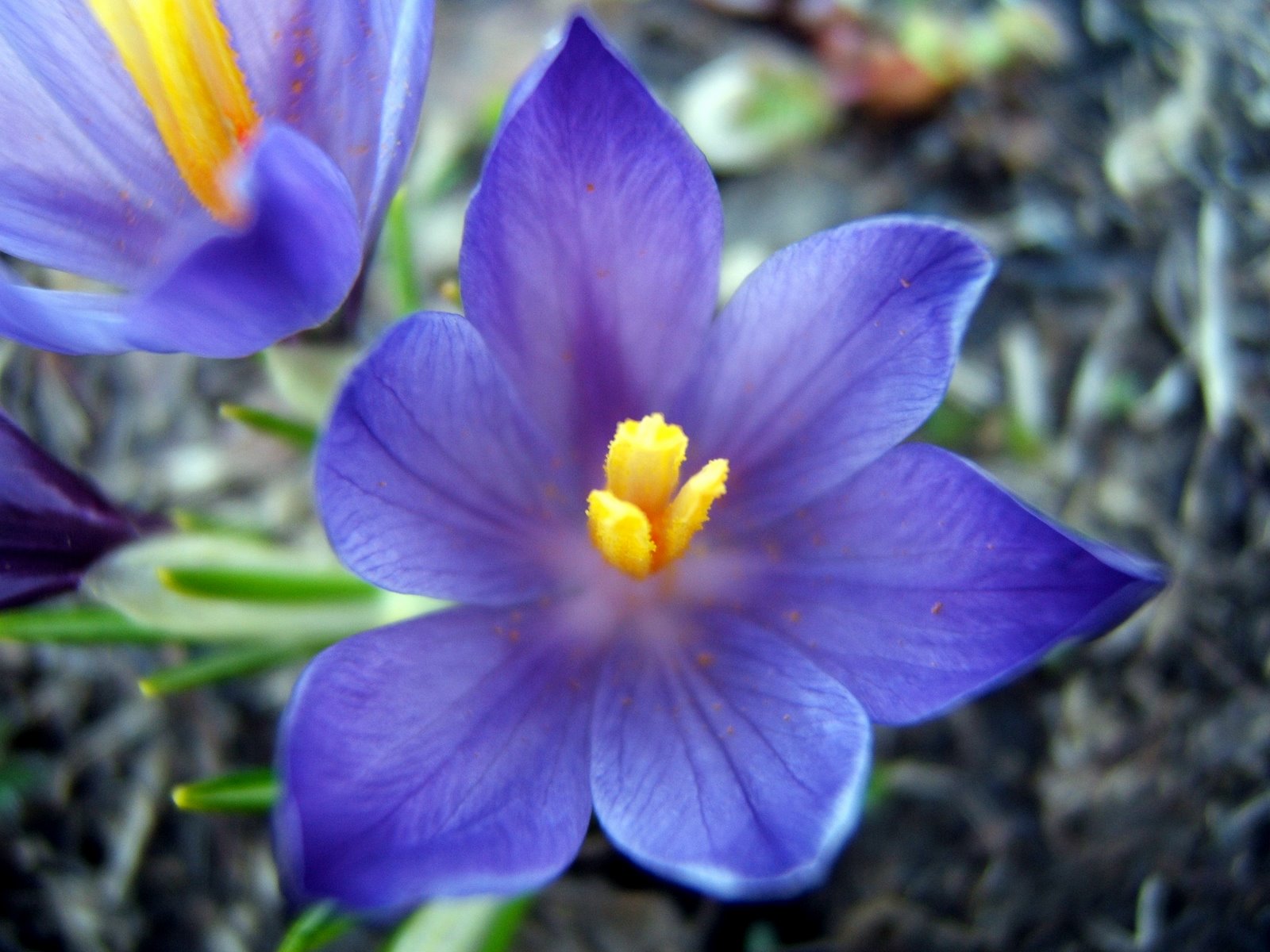 M50-crocus-de-nathalie-brivet.jpg