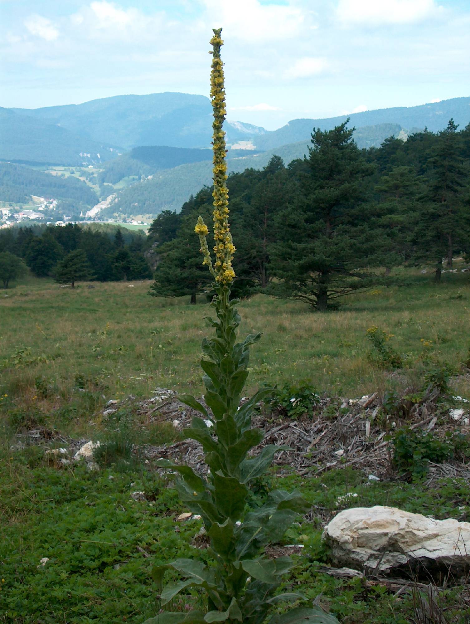 M55-Bouillon-blanc-de-jean-louis-prillard.JPG