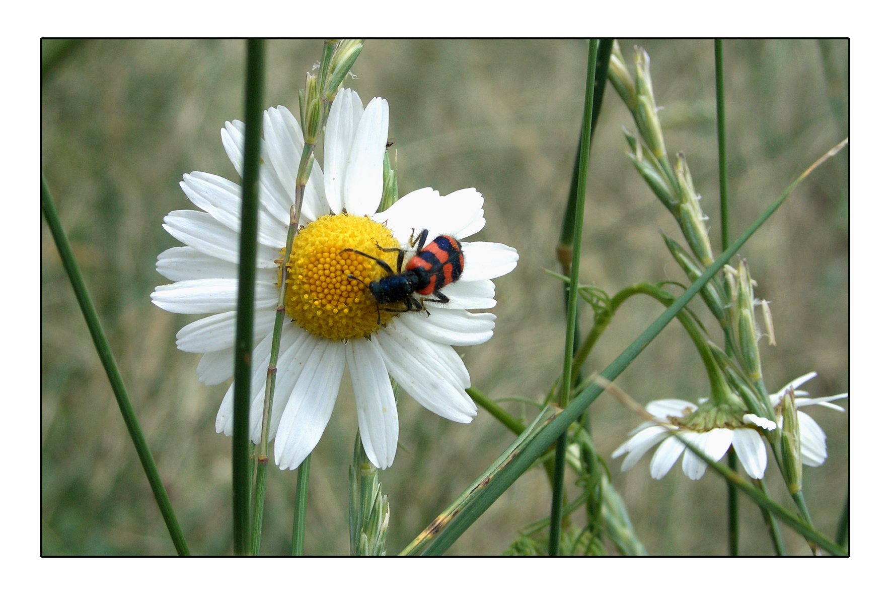 M65-marguerite-de-raymond-malbec.jpg