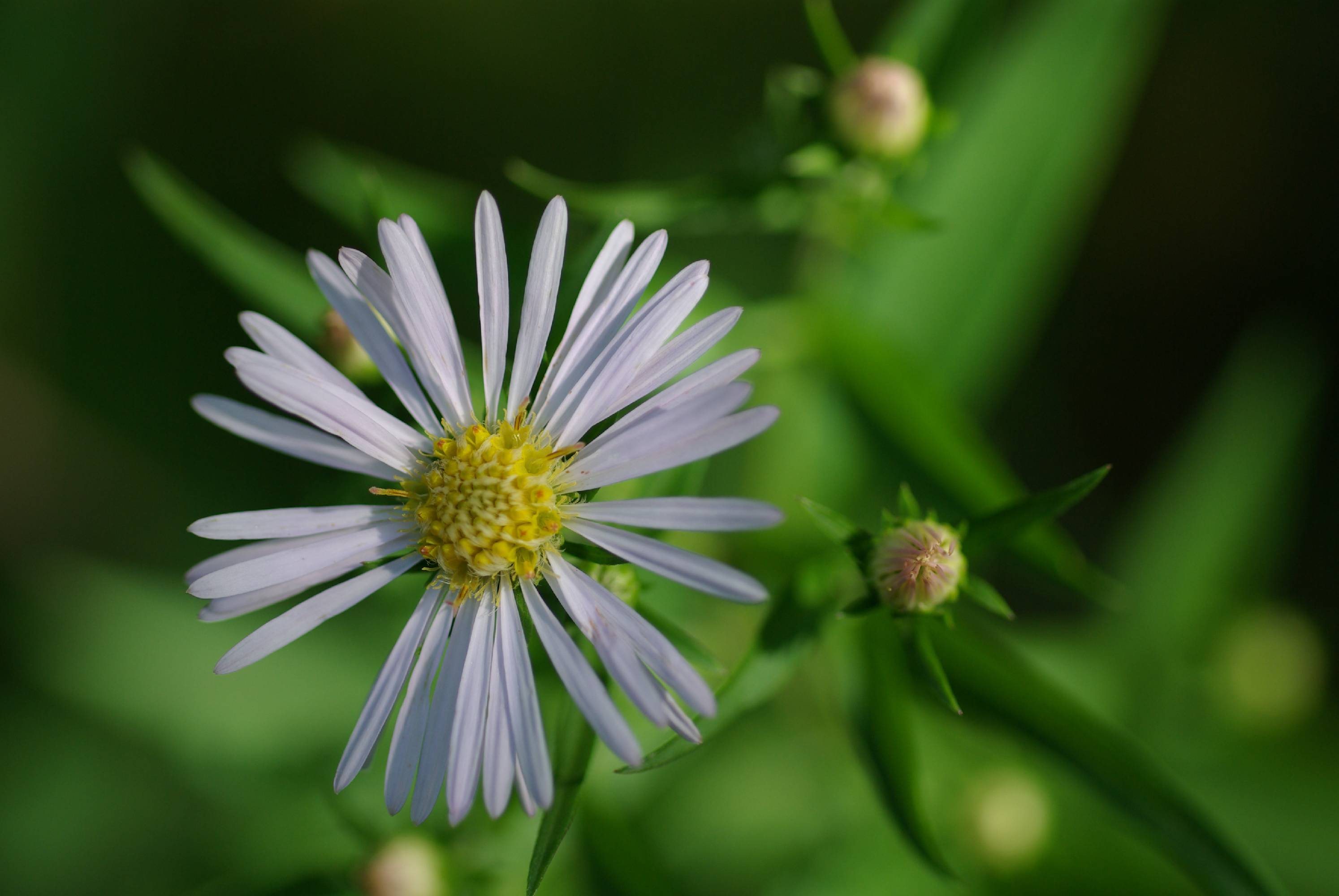 M66-erigeron-de-benedicte-emelien.JPG