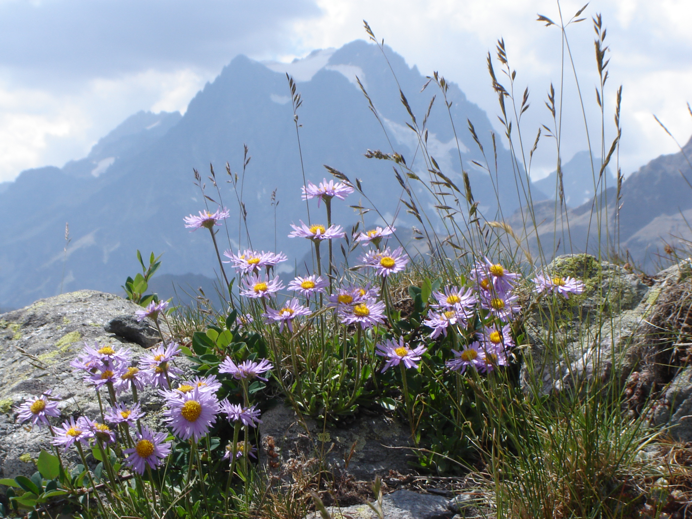 M67-asters-de-Bernard-canac.jpg