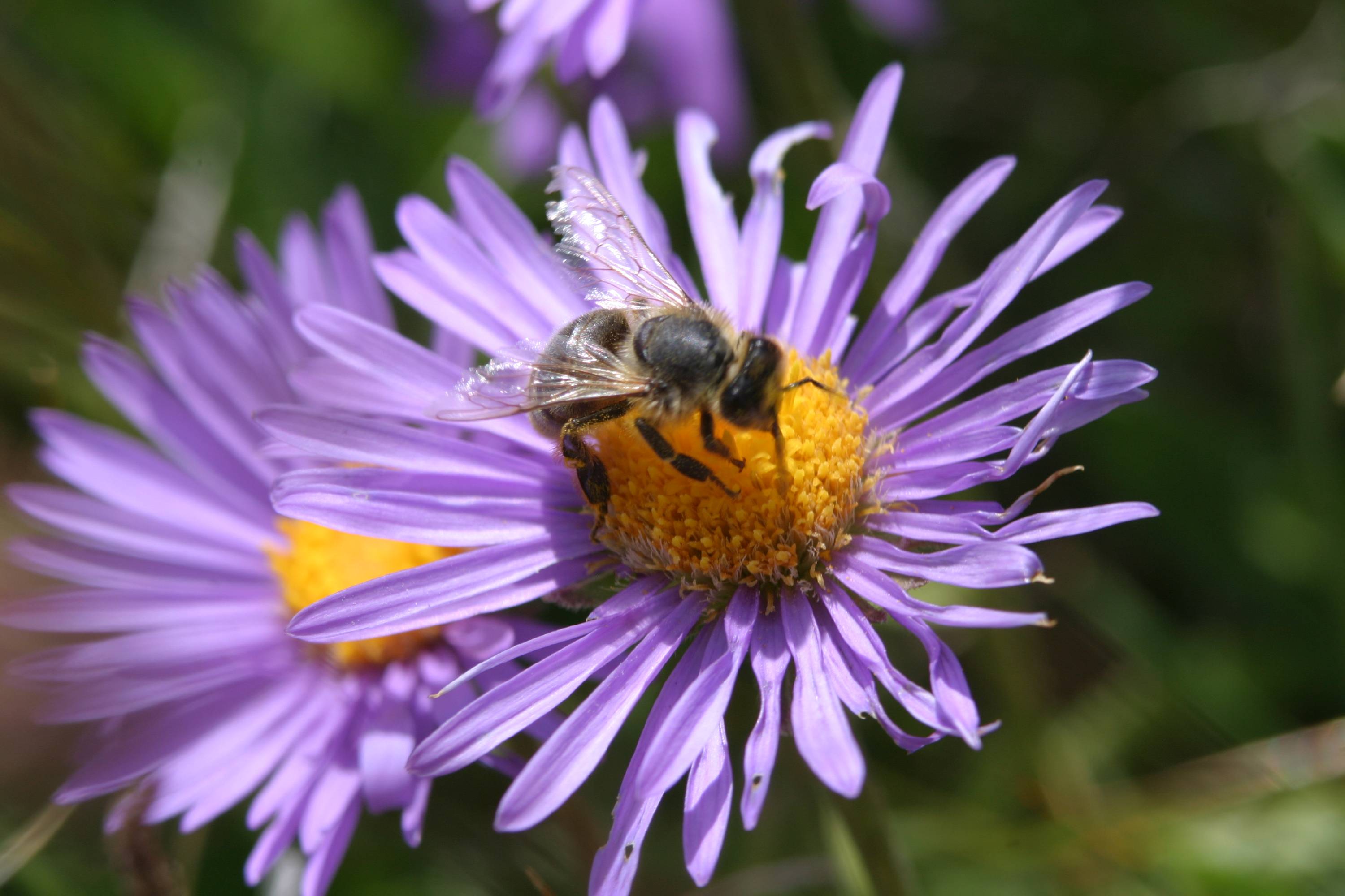 M68-aster-de-renouven-weller.JPG