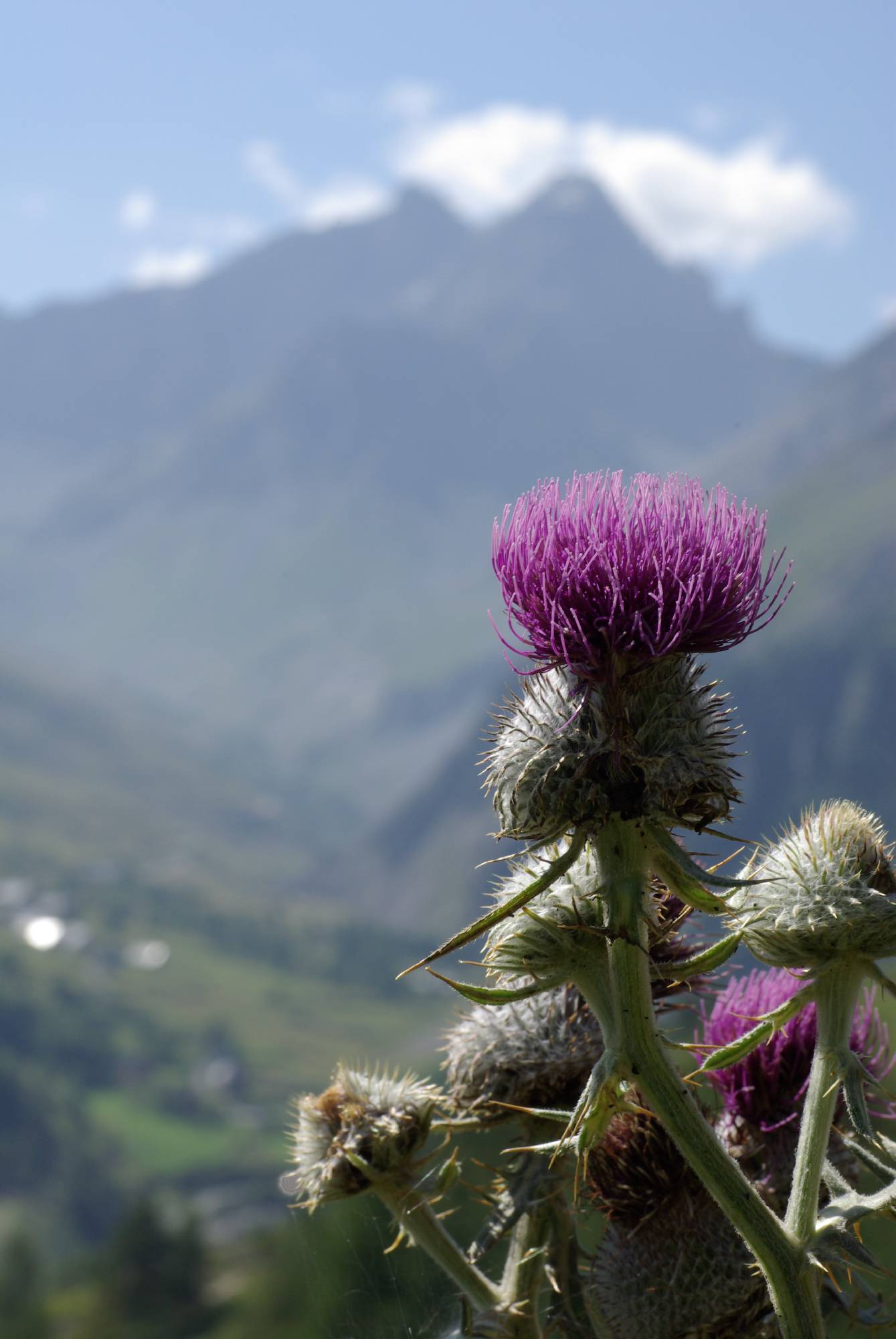 M74-chardon-de-montagne-de-Laure-guillierme.JPG