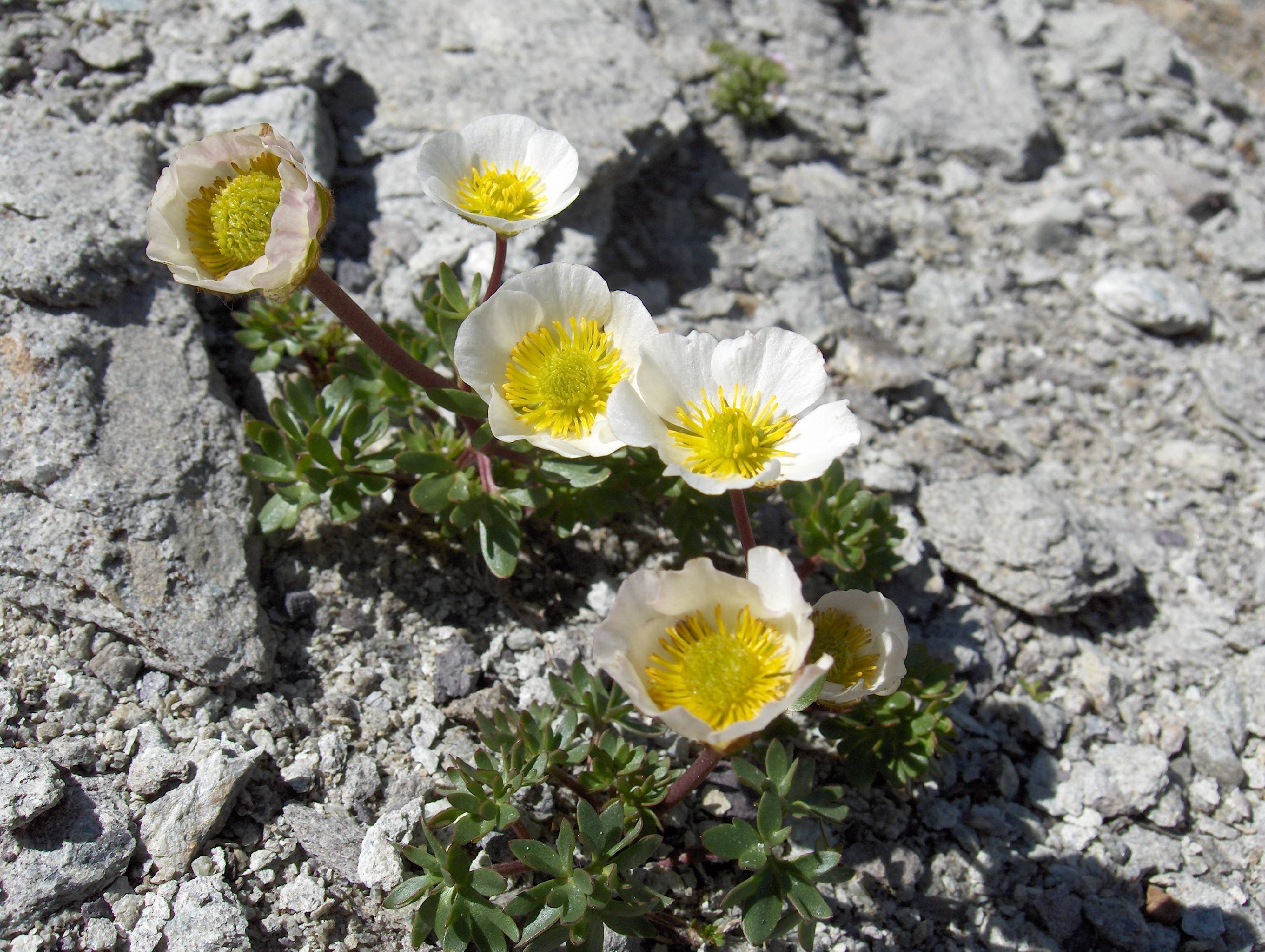 M89-renoncules-des-glaciers-de-sophie-launois.JPG