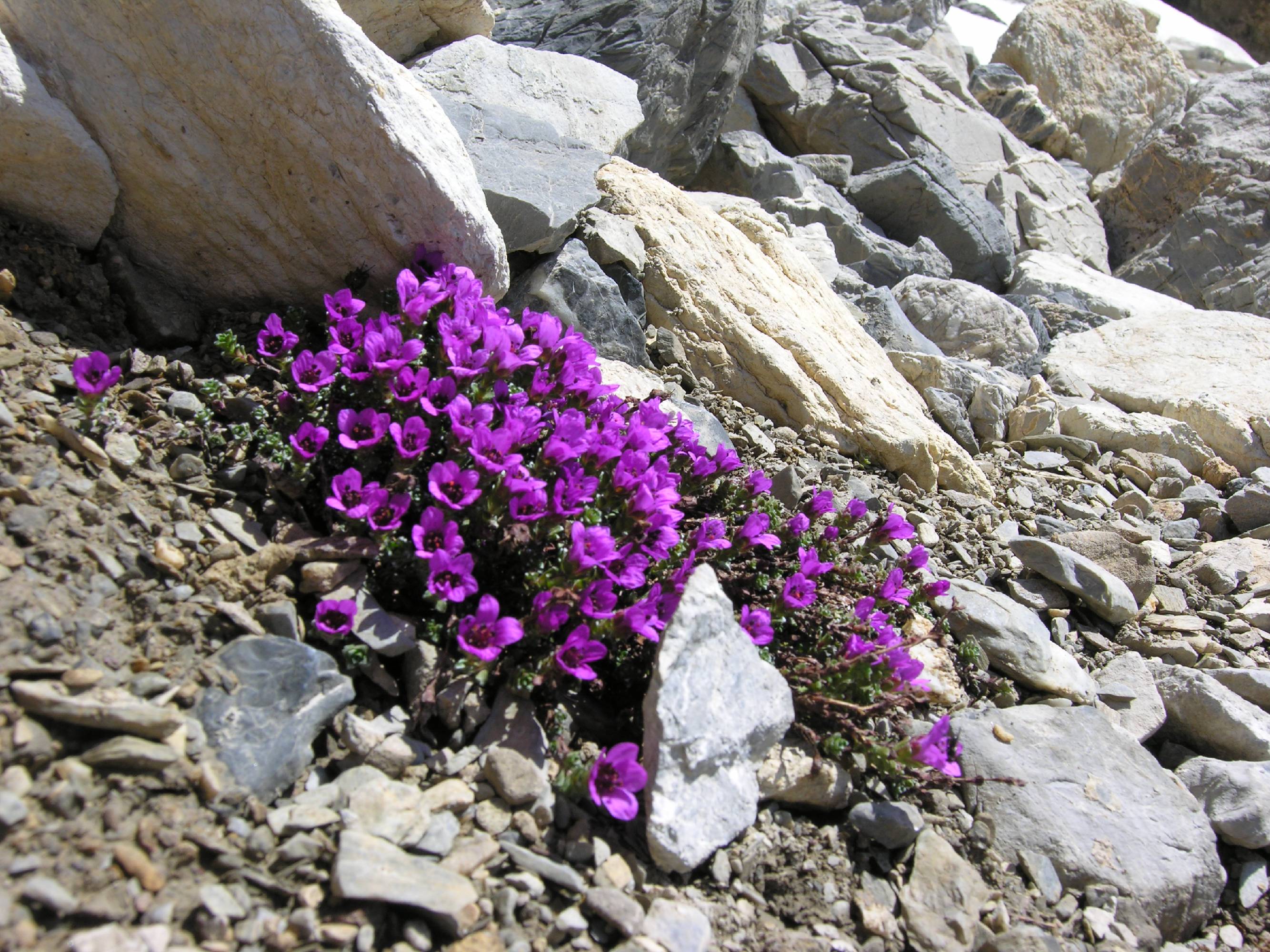 M91-saxifrage-a-feuilles-opposees-de-sylvain-weller.JPG