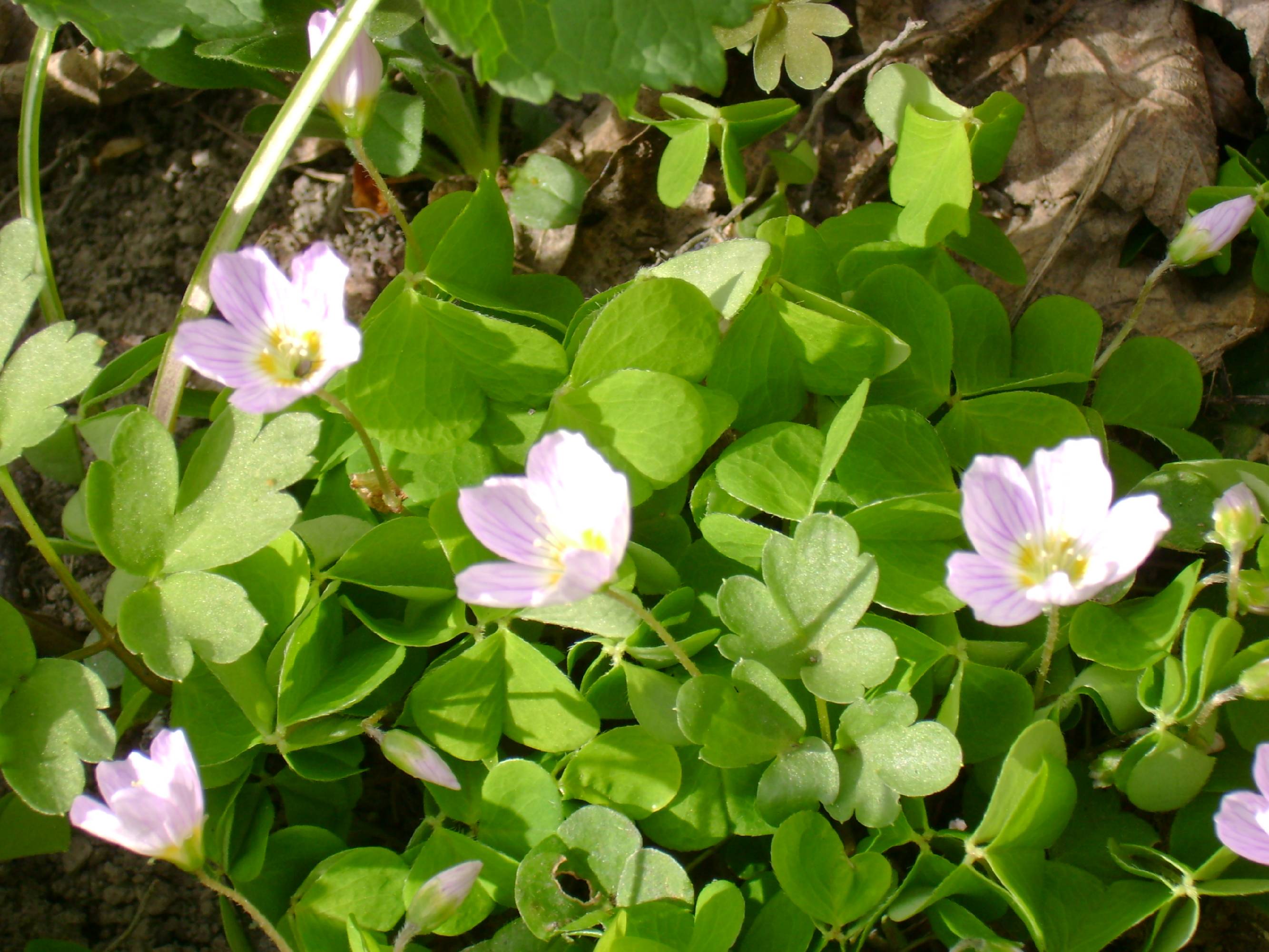 M92-oxalis sauvage-de-martine-falcoz.JPG