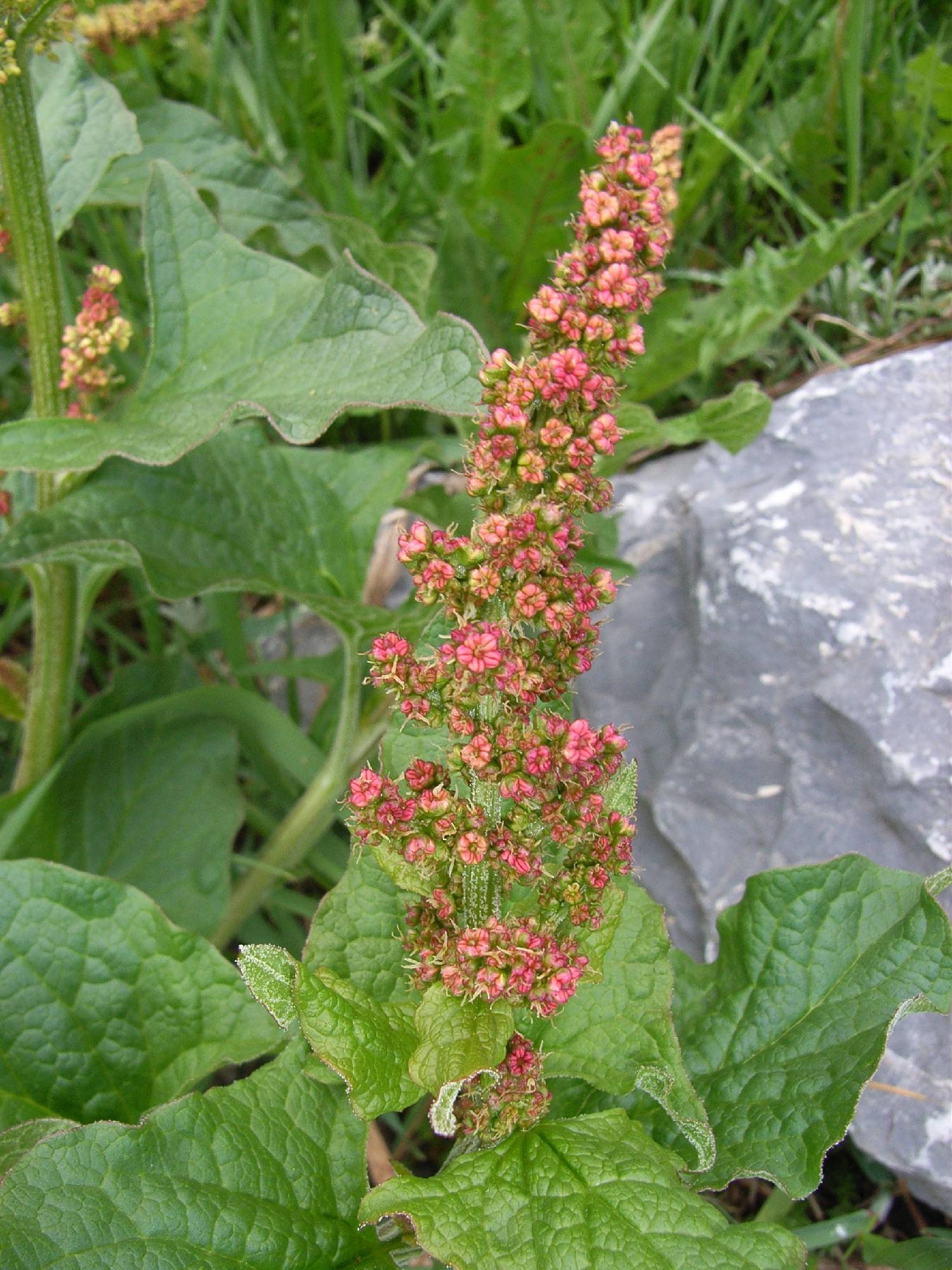 M94-Chenopode Bon Henri ou Epinard sauvage-de-thierry-bois.JPG