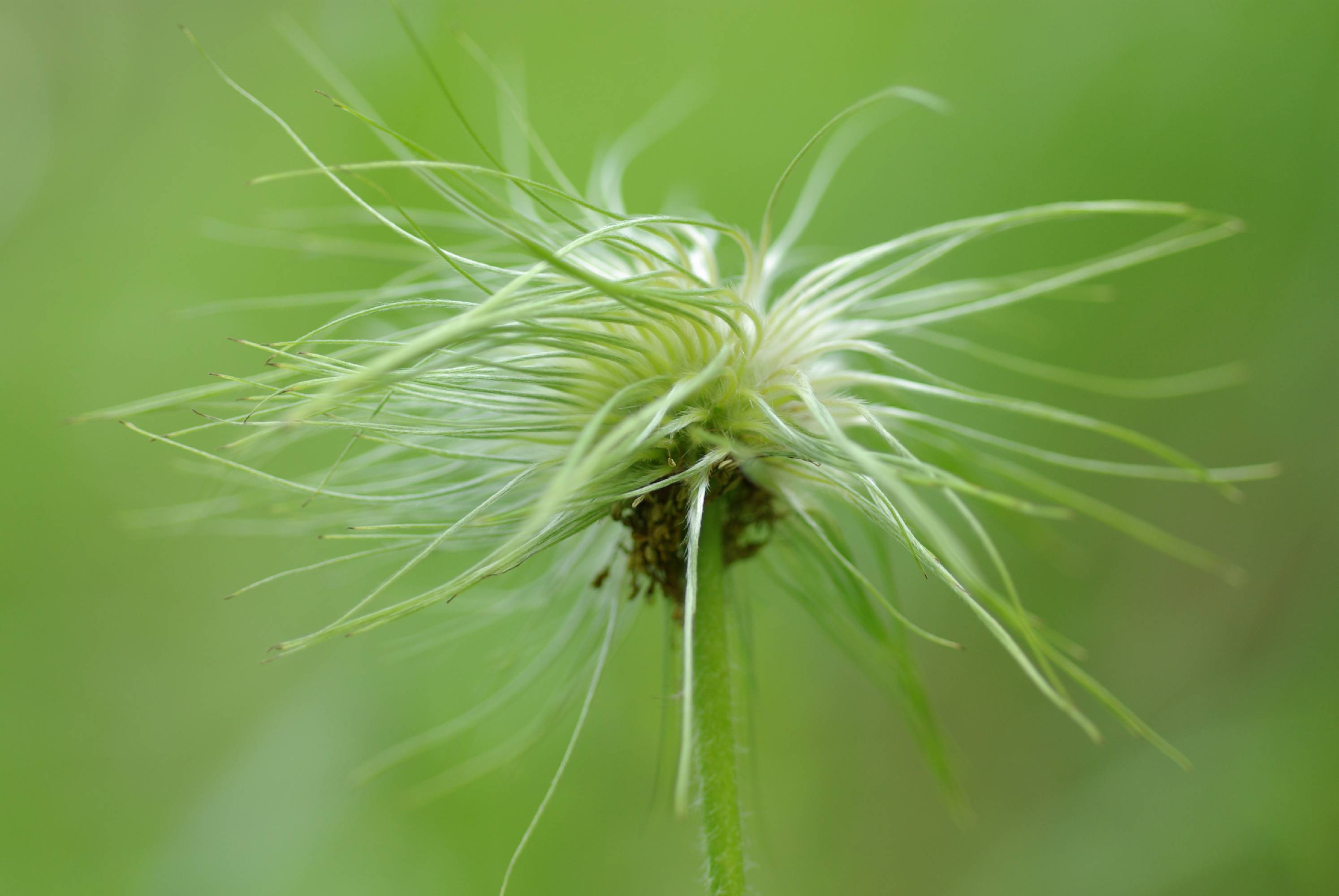 M95-anemone-des-alpes-de-brigitte-cahen.JPG