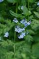 M11-myosotis-de-joseph-de-poortere