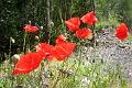 M28-coquelicots le long de la Valoirette-de-Christian-Lauby