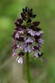 M38-orchis-brule-de-regis-de-poortere