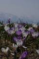 M49-crocus-de-cecile-ross