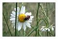 M65-marguerite-de-raymond-malbec