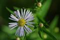 M66-erigeron-de-benedicte-emelien