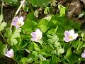 M92-oxalis sauvage-de-martine-falcoz