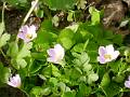 M92-oxalis sauvage-de-martine-falcoz