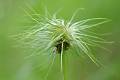 M95-anemone-des-alpes-de-brigitte-cahen