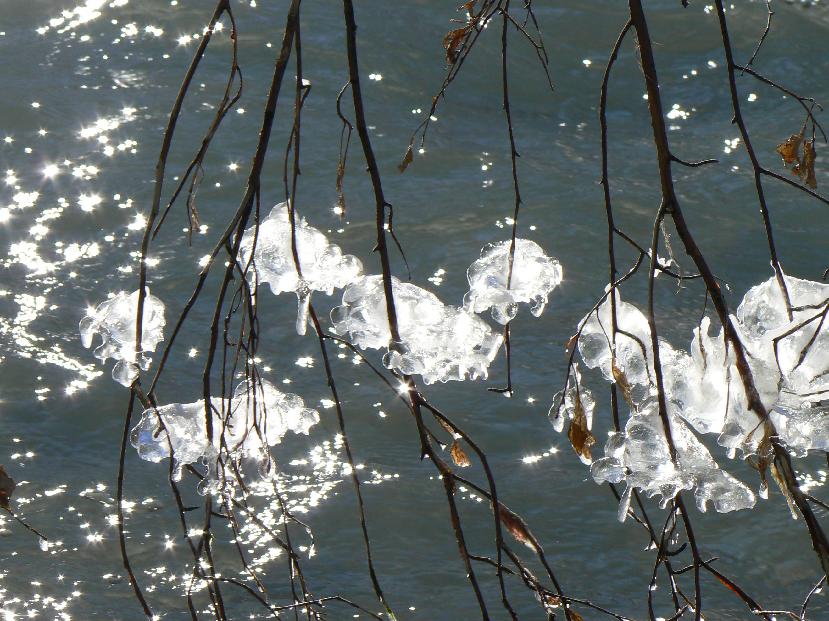 TE23- fleurs de glace-de-jean-chapgier.JPG