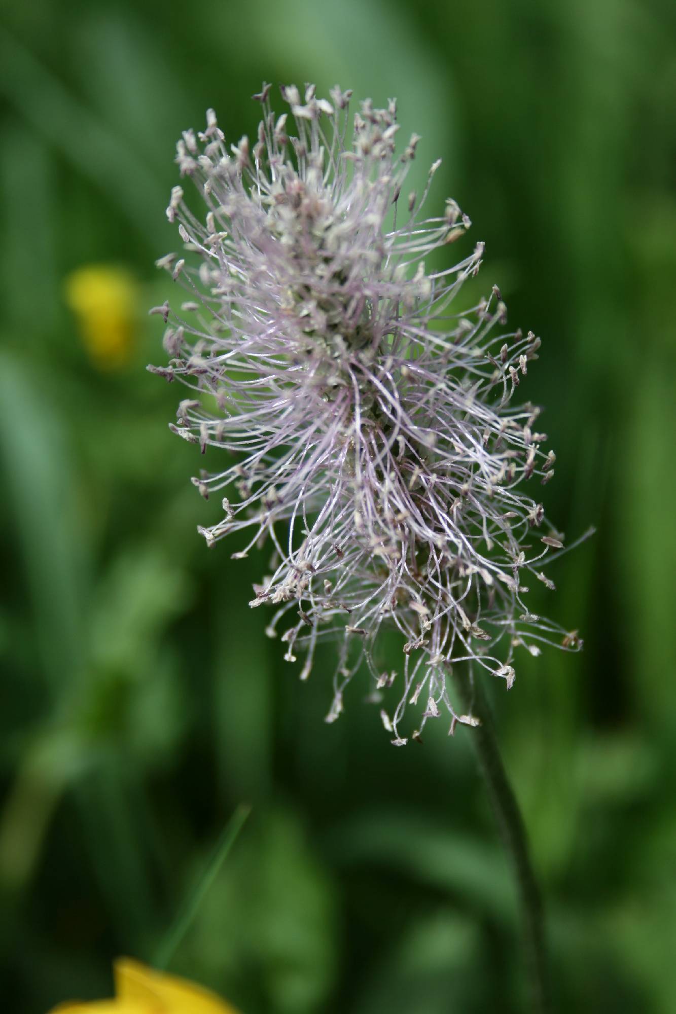 F06-Plantin-de-valerie-Palud.JPG