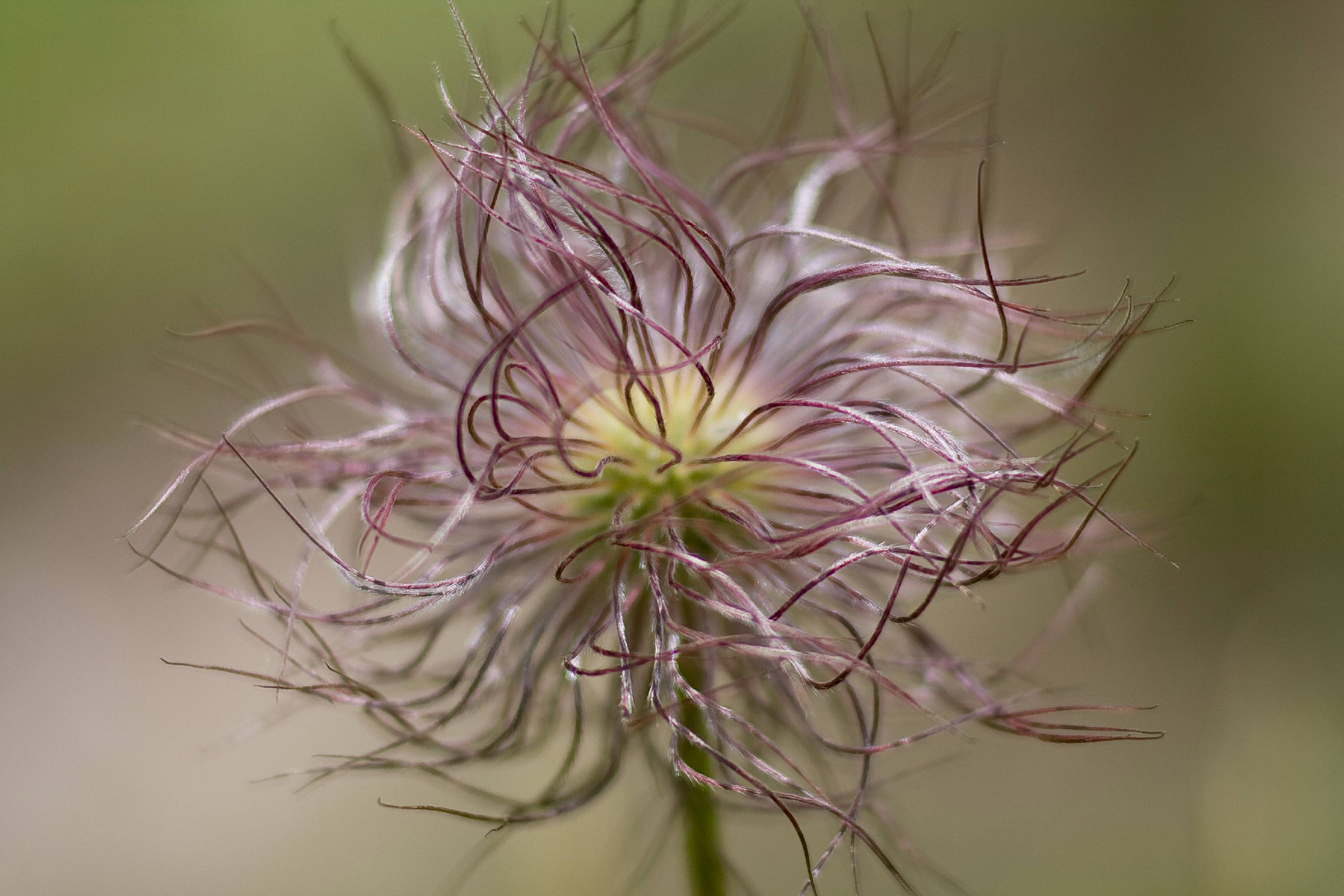 F08-anemone-epeuse-de-Jean-Luc-Le-Calvez.jpg