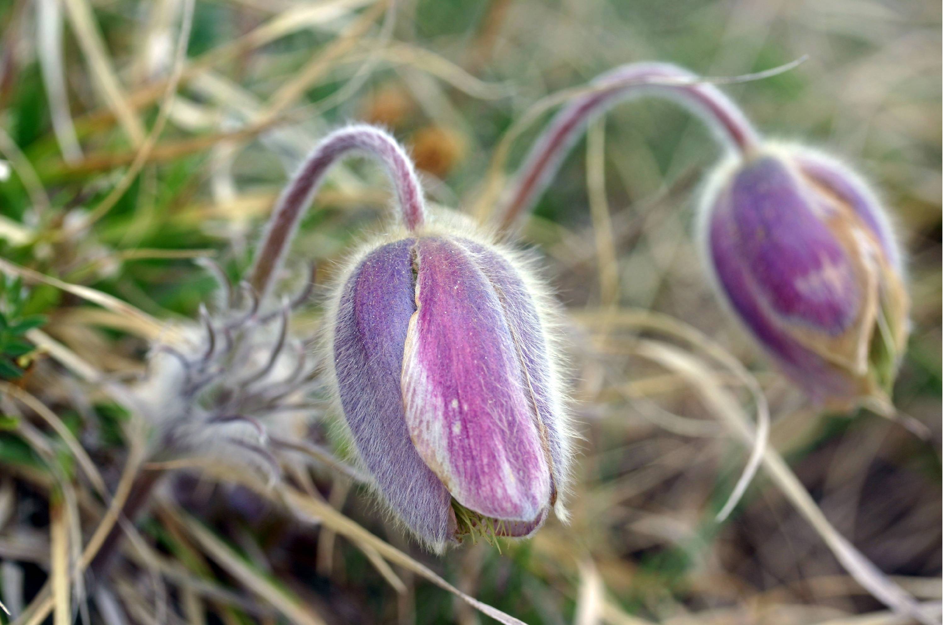 F09-Anemone-printaniere-de-Michel-Meyer .JPG