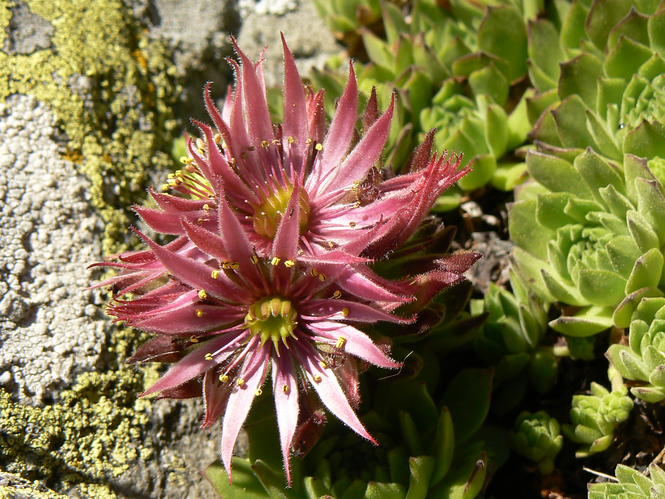 F18-joubarbes-sempervivum-de-alex-michel.jpg