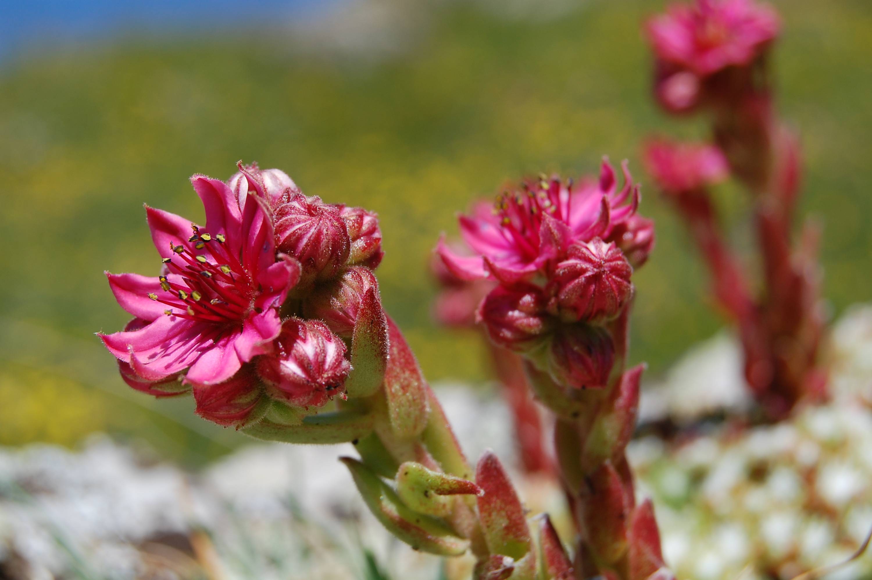 F19-Joubarbe-sempervivum-de-Stephane-Gley.JPG